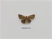 藏品(尺蛾204)的圖片